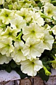 PETUNIA DEBONAIR LIME GREEN