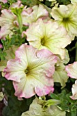 PETUNIA SOPHISTICA ANTIQUE SHADES