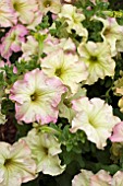 PETUNIA SOPHISTICA ANTIQUE SHADES