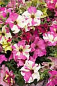 PETUNIA SOPHISTICA LIME BICOLOUR