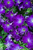 PETUNIA SOPHISTICA BLUE MORN