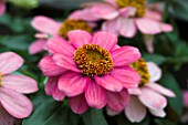 ZINNIA ZAHARA CORAL ROSE