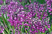 ALLIUM CERNUUM