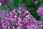 ALLIUM CERNUUM