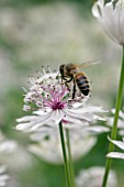 ASTRANTIA MAJOR WITH HONEY BEE