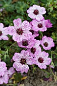 GERANIUM BALLERINA