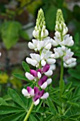 LUPINUS DWARF PINK FAIRY