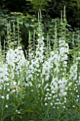 EPILOBIUM ANGUSTIFOLIUM ALBUM