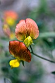 LATHYRUS BELENSIS