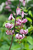 LILIUM MARTAGON