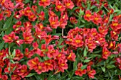 ALSTROEMERIA PRINCESS GRACE