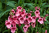 DIASCIA RUBY FIELD