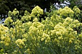 THALICTRUM GLAUCUM