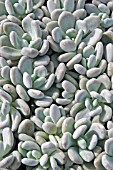 PACHYPHYTUM BRACTEOSUM