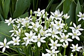 ORNITHOGALUM UMBELLATUM