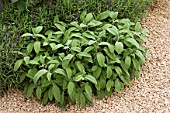 SALVIA OFFICINALIS PLANTED IN GRAVEL BED