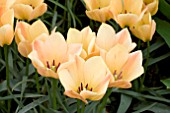 TULIPA BATALINII BRONZE CHARM