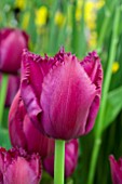 TULIPA ,CURRY SUE,