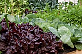 MIXED VEGETABLE RAISED BED