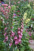 DIGITALIS X MERTONENSIS IN A MIXED BORDER