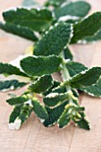 VARIEGATED APPLEMINT