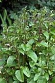 MENTHA PIPERATA CITRATA (LIME MINT)