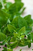 FRENCH MARJORAM