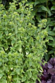 GOLD SPLASHED MARJORAM