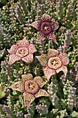 STAPELIA DESMENTIANA