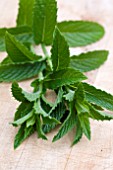 MOROCCAN MINT