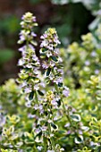 VARIEGATED LEMON THYME