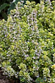 VARIEGATED LEMON THYME