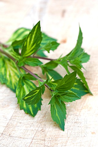 VARIEGATED_GINGERMINT
