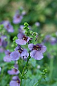 DIASCIA DENIM BLUE