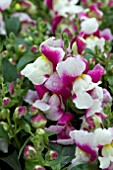 ANTIRRHINUM FLORAL SHOWERS WINE BICOLOUR