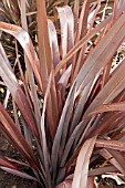 PHORMIUM AMAZING RED