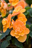 BEGONIA RICHARD GALLE