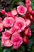 BEGONIA RENOIR PINK