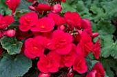 BEGONIA RENOIR RED