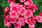 BEGONIA RENOIR PINK