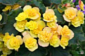 BEGONIA RENOIR YELLOW