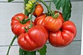 TOMATO BELRICCIO (BEEFSTEAK)