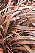 PHORMIUM BRONZE BABY