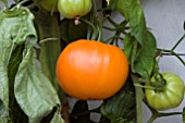 TOMATO UKRANIAN YELLOW