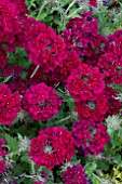 VERBENA CLARET