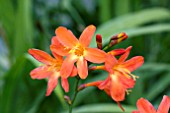 CROCOSMIA CARMINE BRILLIANT