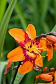 CROCOSMIA EMILY MCKENZIE