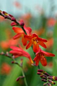 CROCOSMIA EMBERGLOW