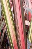 PHORMIUM CRIMSON DEVIL