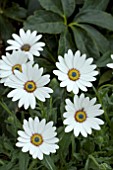 OSTEOSPERMUM WEETWOOD